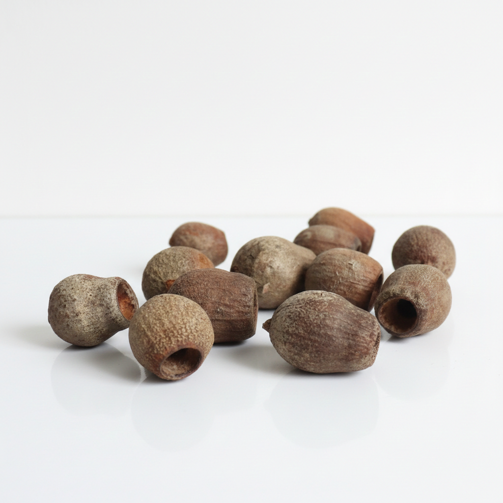 Sušený plod Belgium – přírodní dekorace pro aranžmá